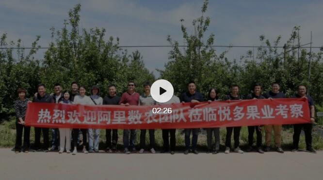 熱(rè)烈歡迎阿裡(lǐ)數(shù)農(nóng)團隊莅臨悅多(duō)果業(yè)考察